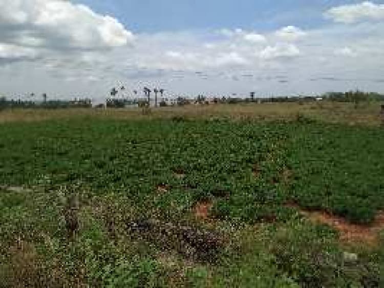Agricultural Land