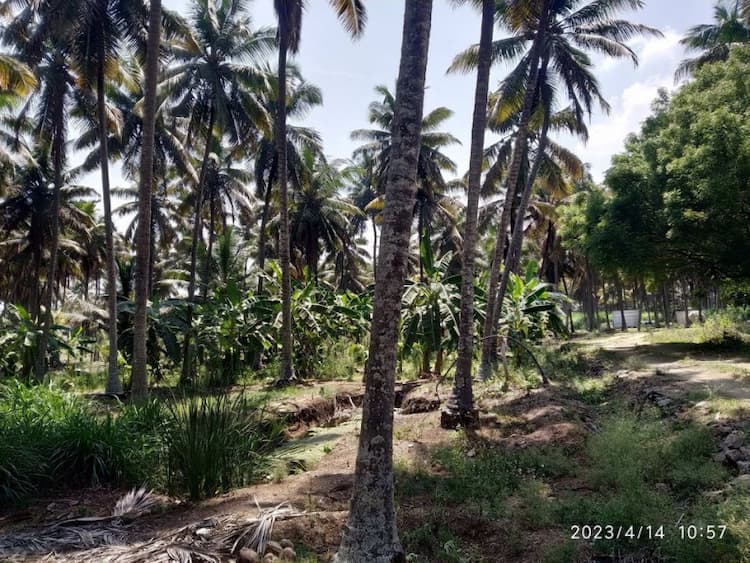 coconut farm land for sale