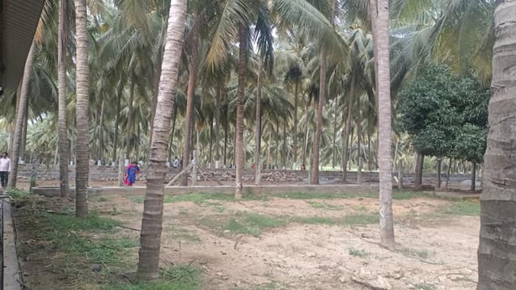coconut farm land for sale