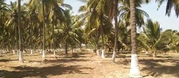 7.25 Acre Land for Sale