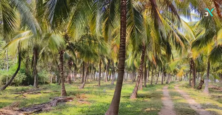 18 Acres Coconut Farm for Sale