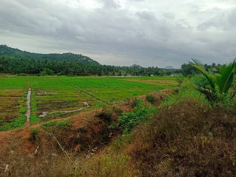 Agricultural Land