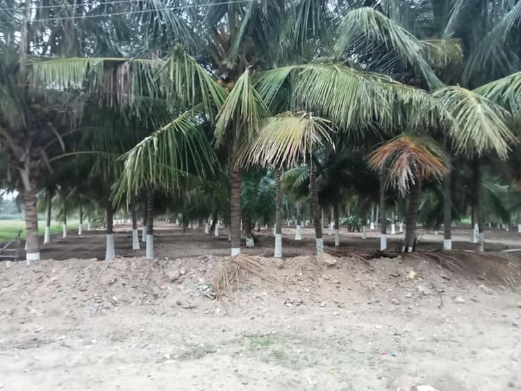 3.50 Acre Coconut Farm in Dharapuram