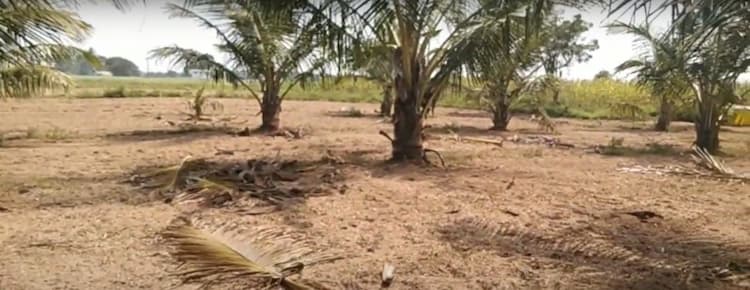 2 Acre cocnut farm + Empty Land