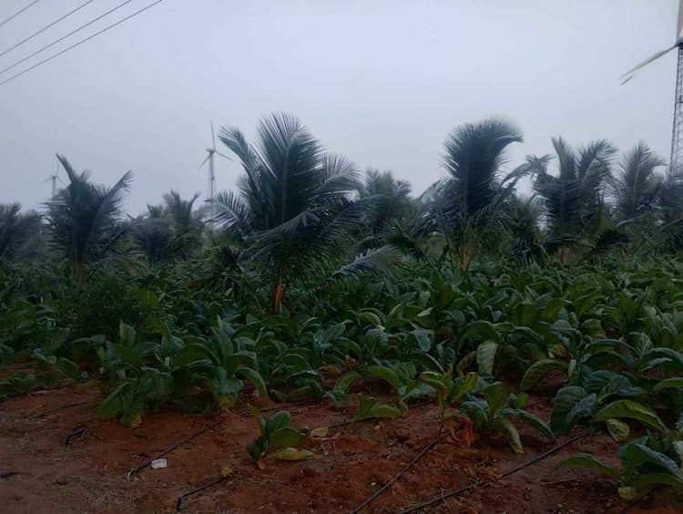 Land suitable for agriculture and livestock for sale near Dharapuram