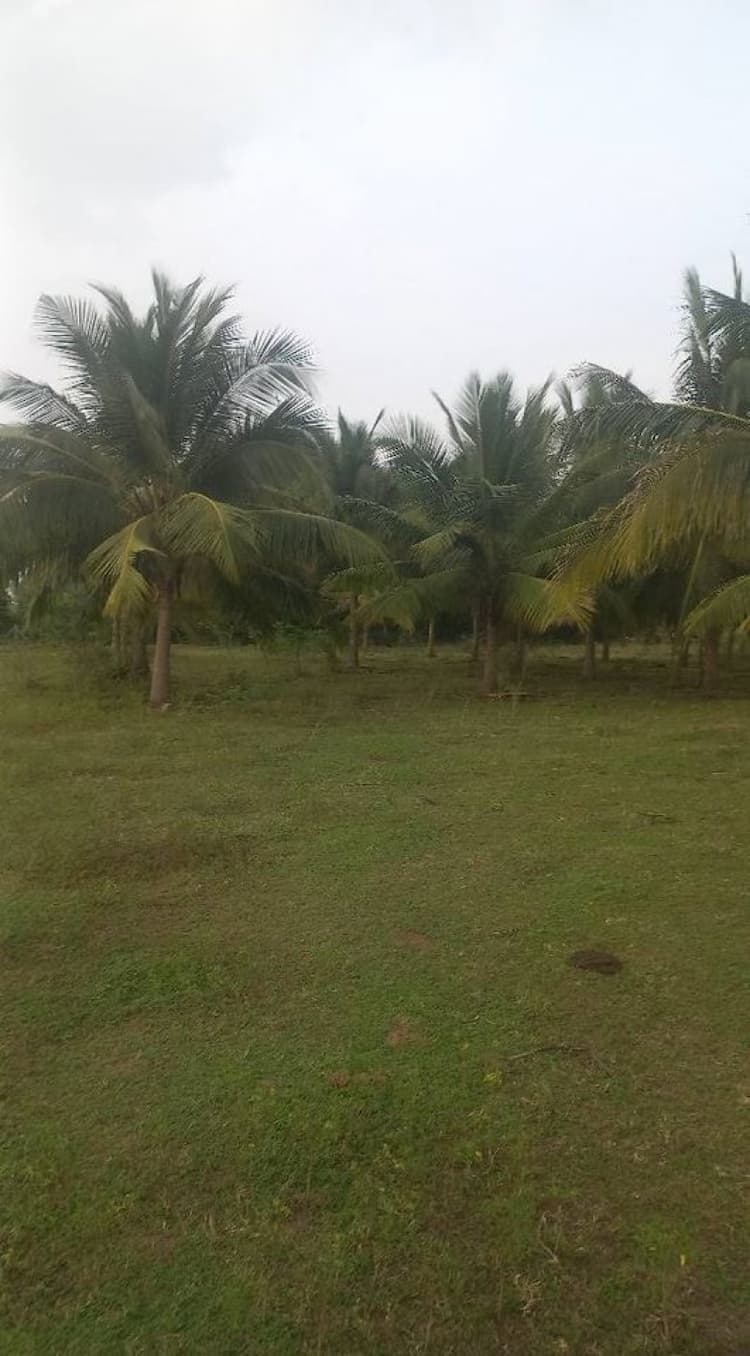48 acre punchai land for sale in Uthiramerur