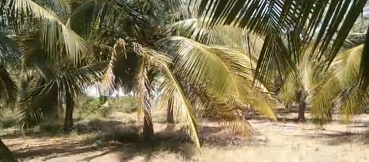 Coconut Farm Land for Sale
