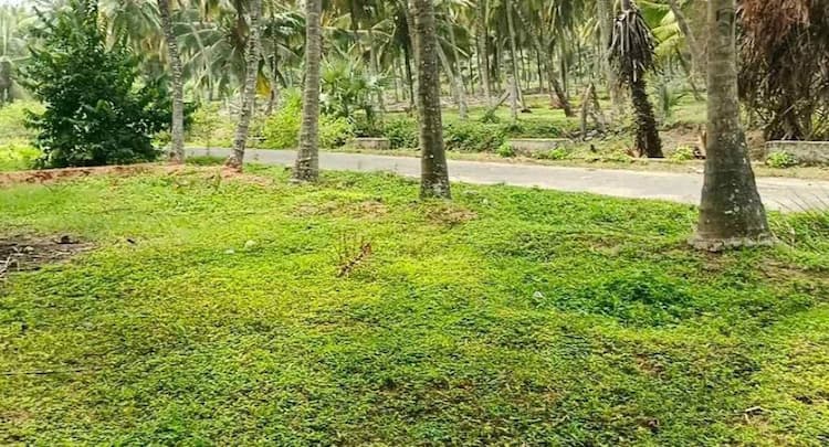 coconut farm land for sale