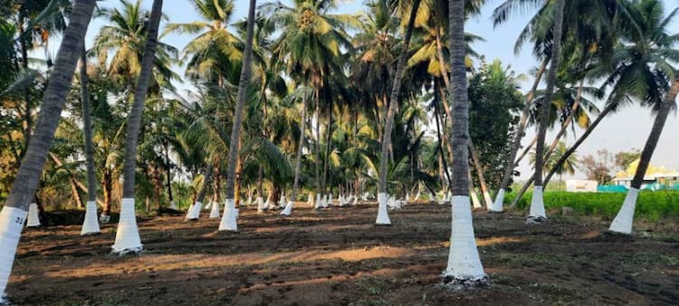 1.30 acre land for sales