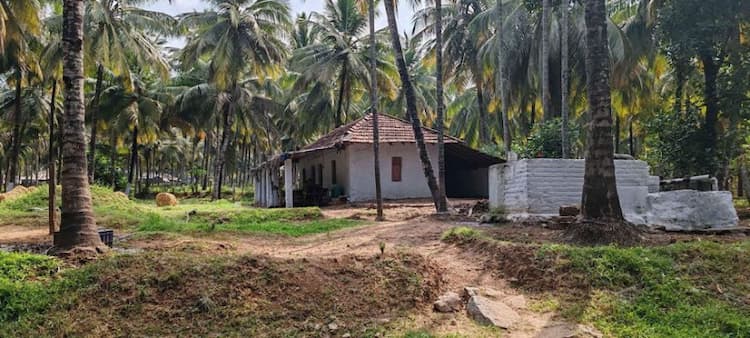 coconut farm land for sale