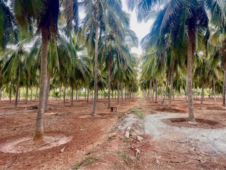 Coconut Farm land For sale