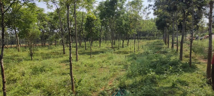 Madhuvan Farms,Agricultural Land