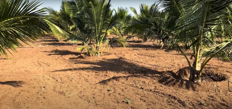 2.80 Acre Coconut Farm for Sale