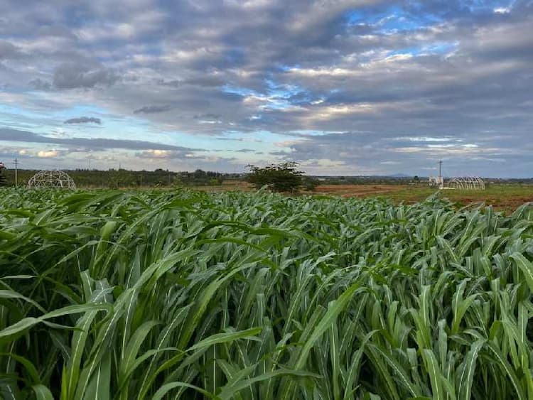 Agricultural Land sale