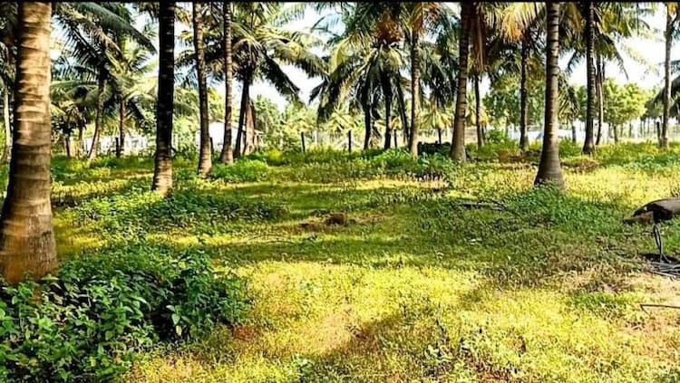 coconut farm land for sale