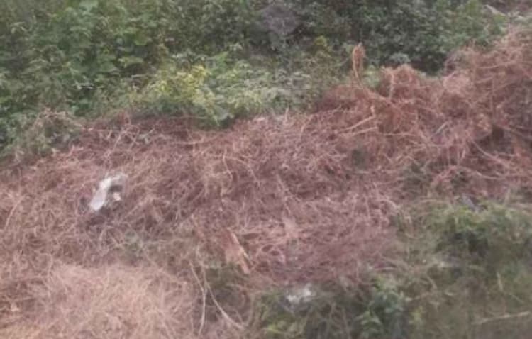 17 Cent land for sales