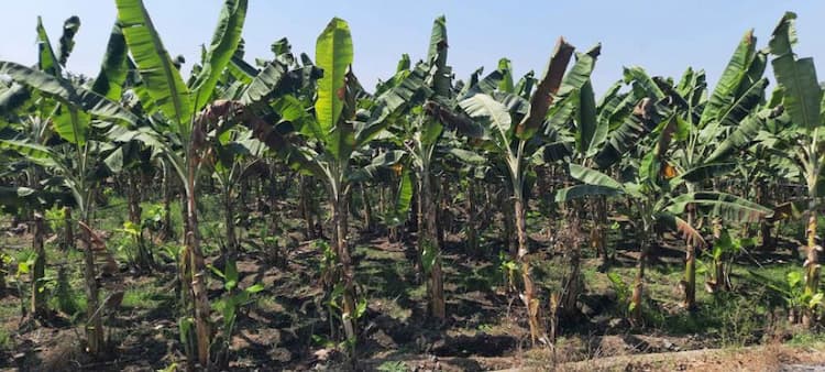 4 Acre land for sales