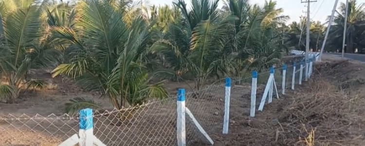 Coconut Farm For Sale