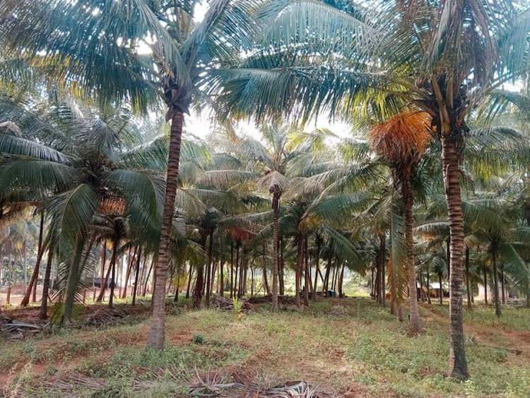 Coconut farm seles