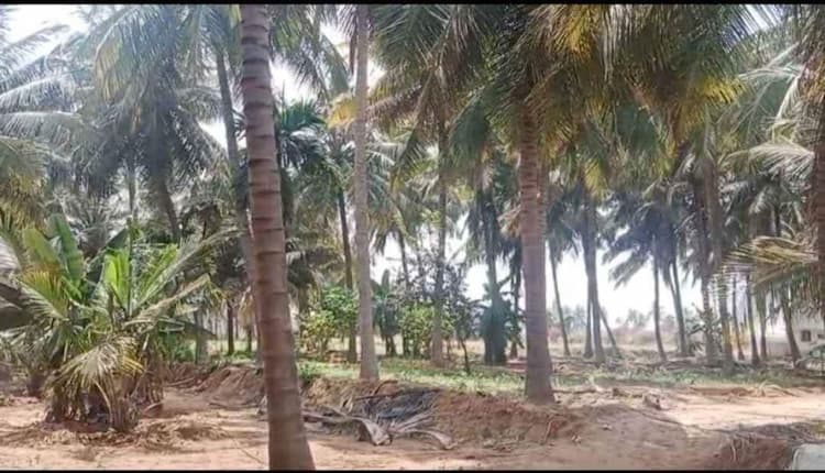 2 Acre Coconut Farm for Sale
