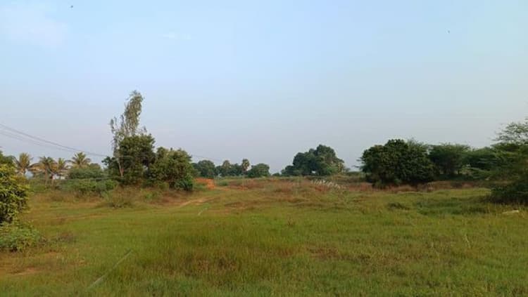 Punjai Land For Sale