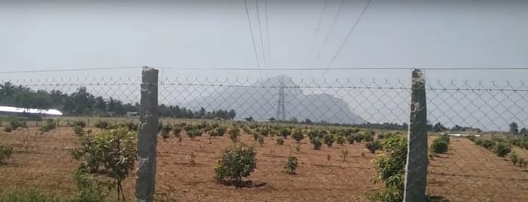 Udumalpet Devanurpudur Area 4 Acres Mango Farm for Sale