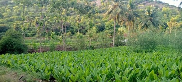Agri Land For Sale
