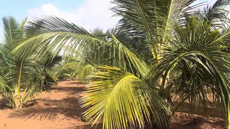 Coconut Farm for Sale