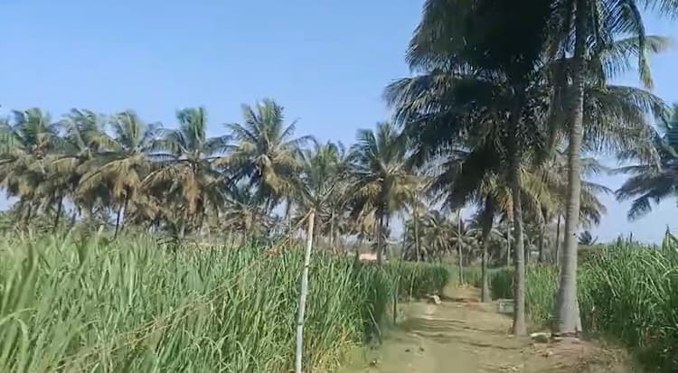 9 Acre Agri land for sales