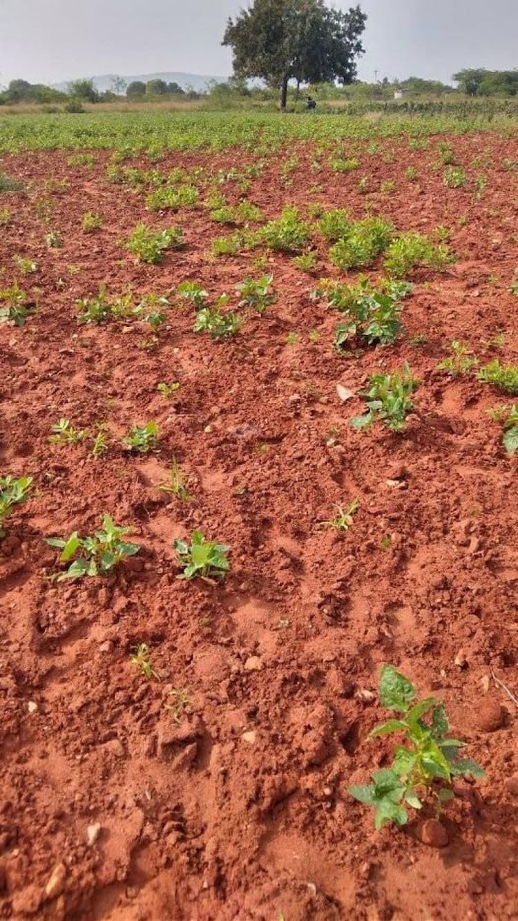 property for sale mozihanur