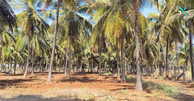 5.50 Acre Land for Sale