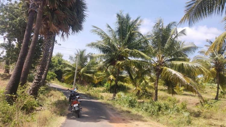 coconut farm land for sale