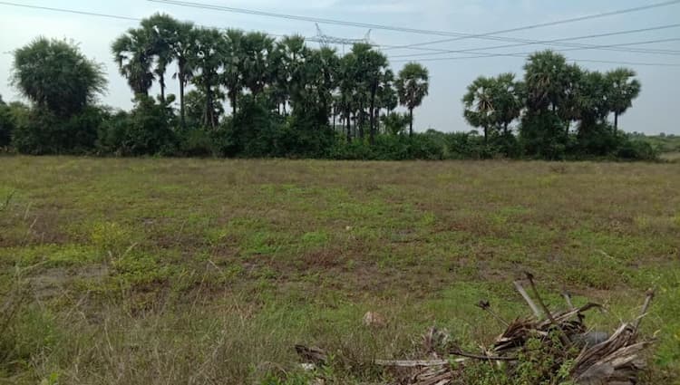 98 cent punjai land for sale