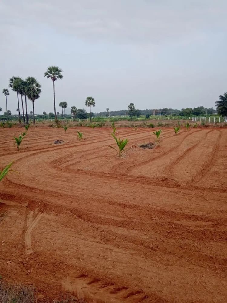 27 Acre Coconut Farm