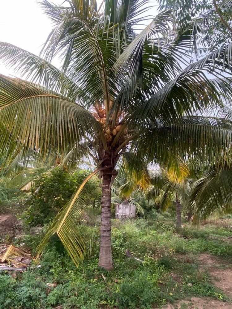 Coconut Farm for Sale in Kangayam
