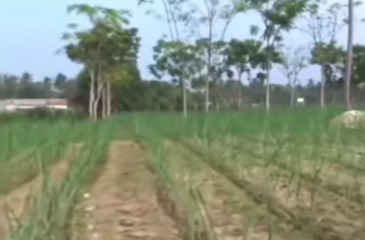 6.50 acre land for sales