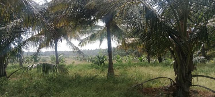 2.5 Acre Coconut farm in Periyapatti