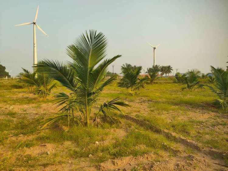 Coconut thottam for sale
