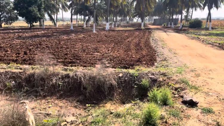 2.50 Acre Coconut Farm for Sale