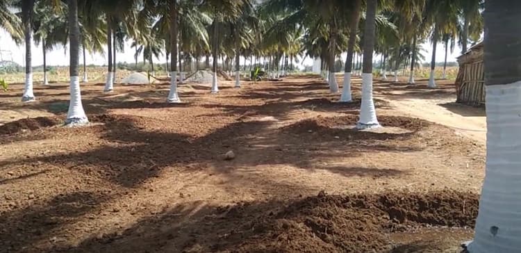 2.50 Acre Coconut Farm for Sale