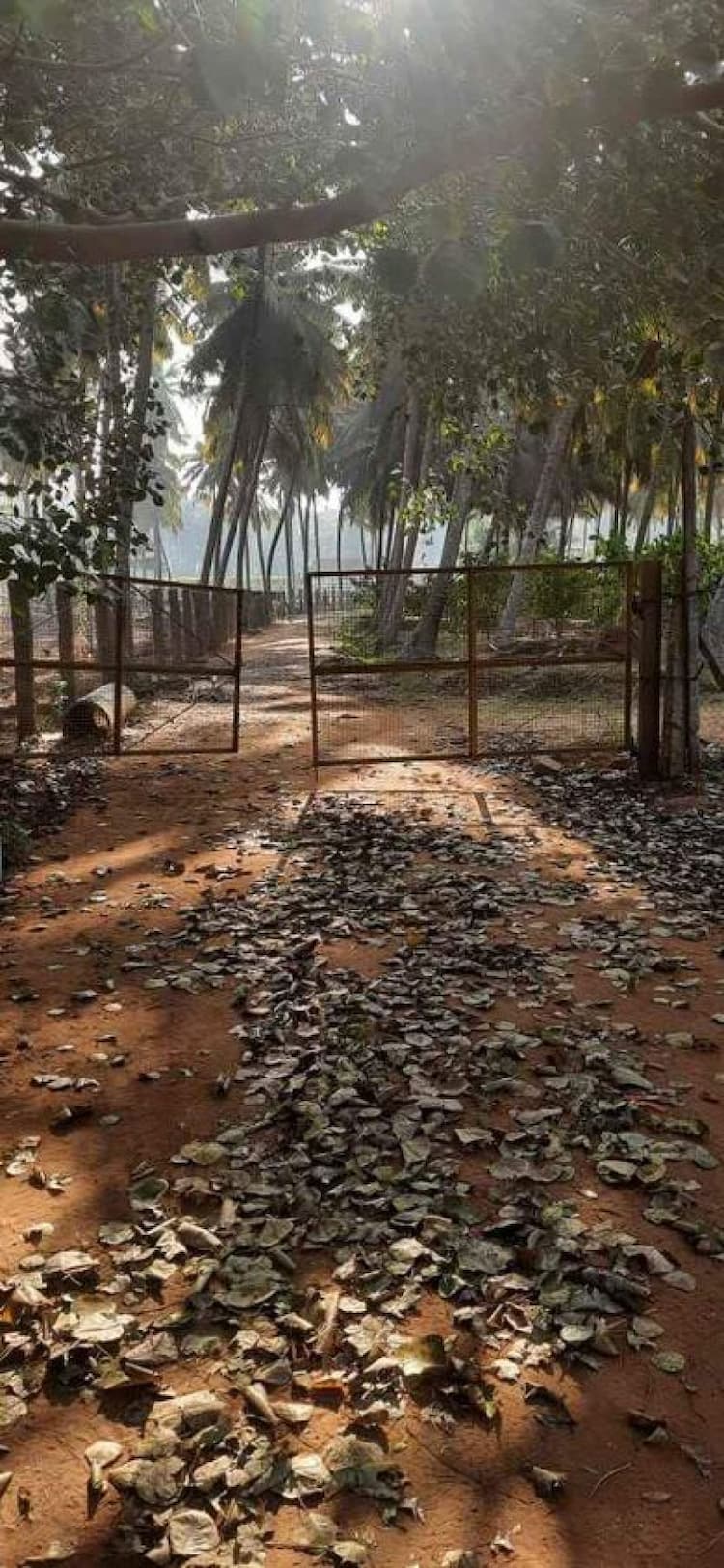 coconut farm land for sale